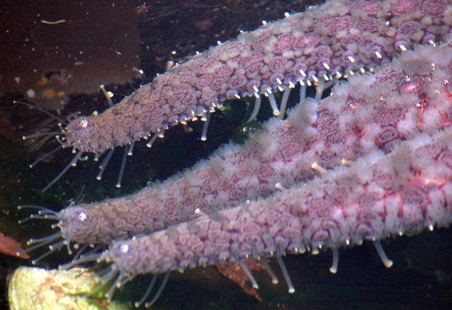 caption: Sunflower stars, like this one off Alaska's Admiralty Island in 2008, can use their 15,000 tube feet to move up to seven feet per minute across the sea floor.