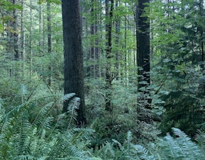 caption: At a Washington State Supreme Court hearing, a coalition of conservation groups argued state trust lands, including timberlands, should benefit all Washington residents.