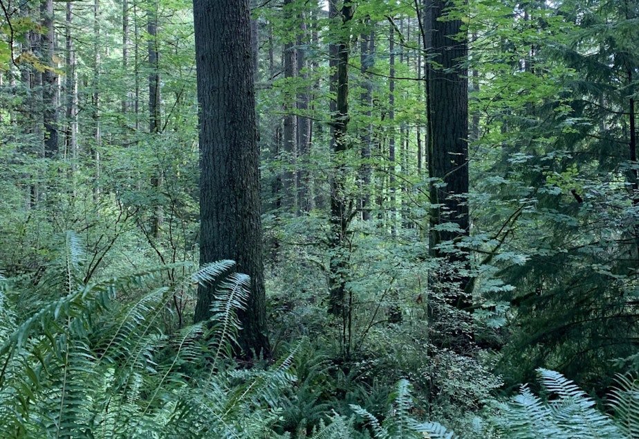 caption: At a Washington State Supreme Court hearing, a coalition of conservation groups argued state trust lands, including timberlands, should benefit all Washington residents.
