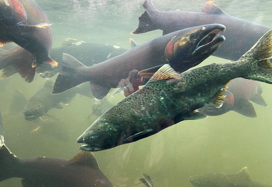 caption: Adult coho and Chinook salmon swim in their raceway at the Issaquah Salmon Hatchery after returning from the wild for spawning in October 2021. 