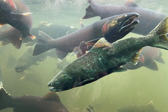 caption: Adult coho and Chinook salmon swim in their raceway at the Issaquah Salmon Hatchery after returning from the wild for spawning in October 2021. 