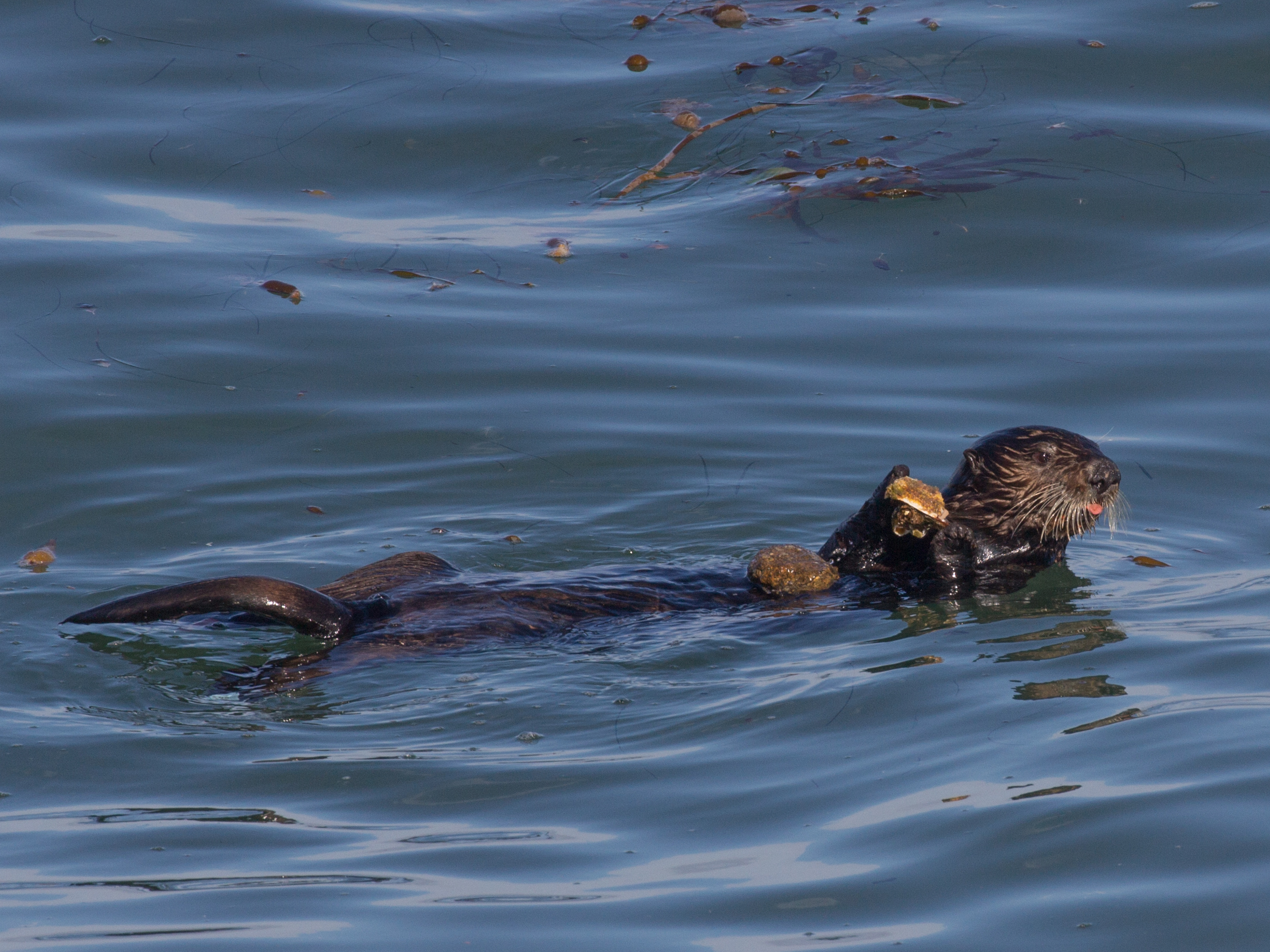 caption: A sea otter in Monterey Bay with a rock anvil on its belly and a scallop in its forepaws.