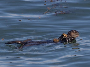 caption: A sea otter in Monterey Bay with a rock anvil on its belly and a scallop in its forepaws.