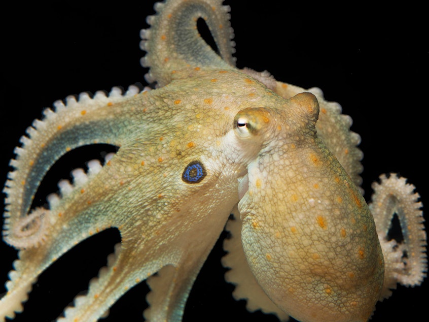 caption: Friend or foe? A California two-spot octopus (<em>Octopus bimaculoides</em>) gives observers the eye at the Marine Biological Laboratory in Woods Hole, Mass.