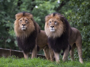 caption: Lions watch visitors from their enclosure at the Smithsonian National Zoo in Washington, D.C., in July 2020.