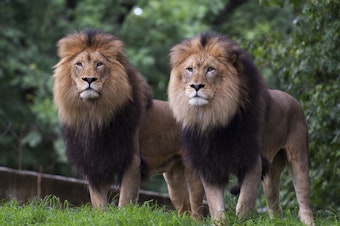 caption: Lions watch visitors from their enclosure at the Smithsonian National Zoo in Washington, D.C., in July 2020.