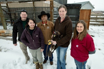 caption: At left, Yakama Nation aviary biologists Michael Beckler, and Alyssa Woodward, pose for a photo with Yakama Nation Tribal Council member Terry Heemsah, center, as Washington State University wildlife veterinarian Dr. Marcie Logsdon holds a juvenile golden eagle rehabilitated at WSU’s College of Veterinary Medicine next to WSU veterinary technician Alexis Adams, right, on Thursday, Jan. 25, 2024, before the eagle was released into the tribe's aviary. 