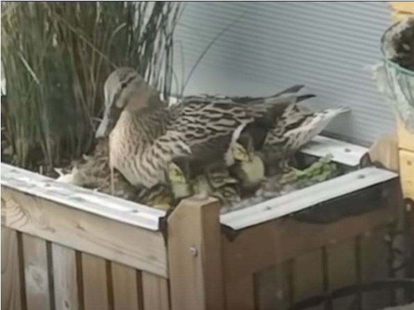 caption: Mrs. Mallard returned to Steve Stuttard's ninth story balcony this year to lay her eggs. Stuttard kept watch and helped make sure that all 11 ducklings made it down to the water where they happily swam away with Mrs. Mallard.