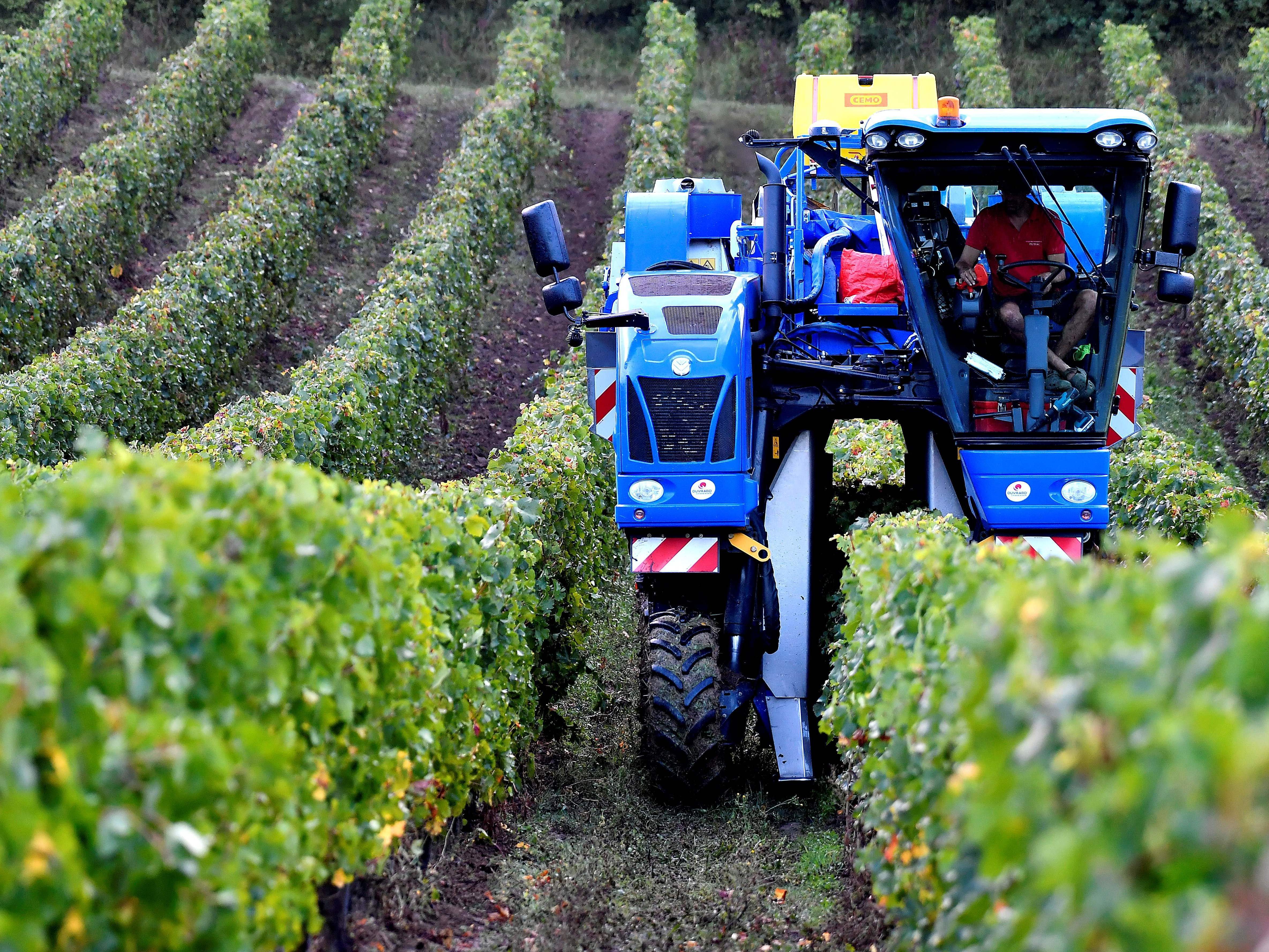 caption: A vineyard worker drives a grape harvester tractor in the Bordeaux region of southwestern France, where climate change is raising new challenges for winemakers.