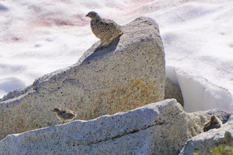 caption: A Mount Rainier white-tailed ptarmigan and two of her chicks at North Cascades National Park in Washington on July 15, 2003