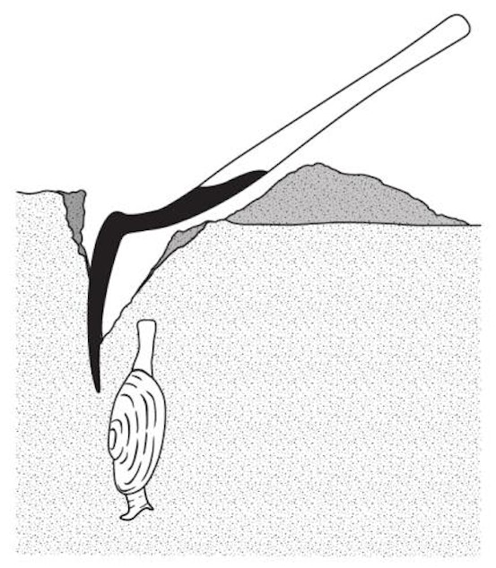 caption: How to dig a razor clam.