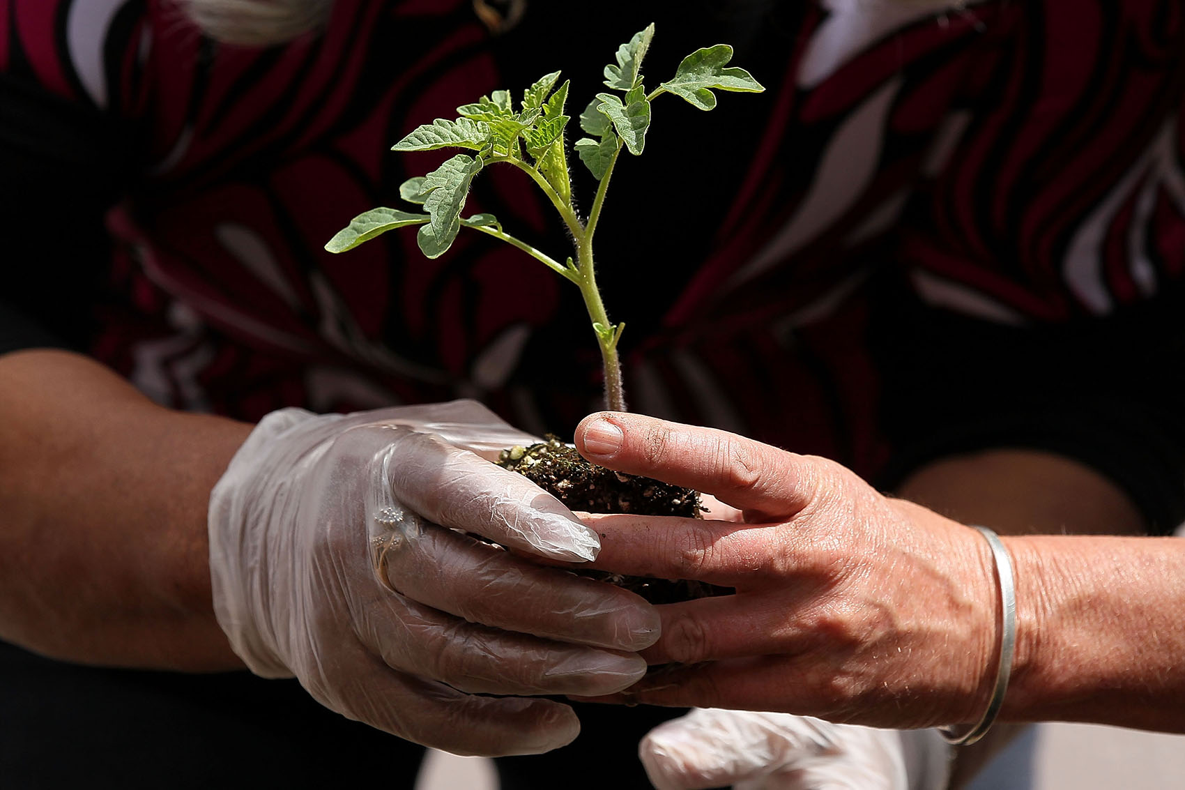 caption: Volunteers plant tomatoes as they build a community garden on plot of land next to Charcoal Park, a community store, April 22, 2010 in Oakland, Calif. (Justin Sullivan/Getty Images)