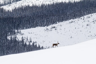 caption: A lone mountain caribou walking through the snow in the mountains of British Columbia.