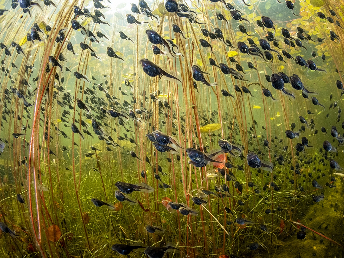 caption: <strong>Winner, The Bigger Picture, Wetlands:</strong> <em>The Swarm of Life</em> by Shane Gross, Canada. Western toad (Anaxyrus boreas) tadpoles swim among lily pads in a lake on Vancouver Island, British Columbia.