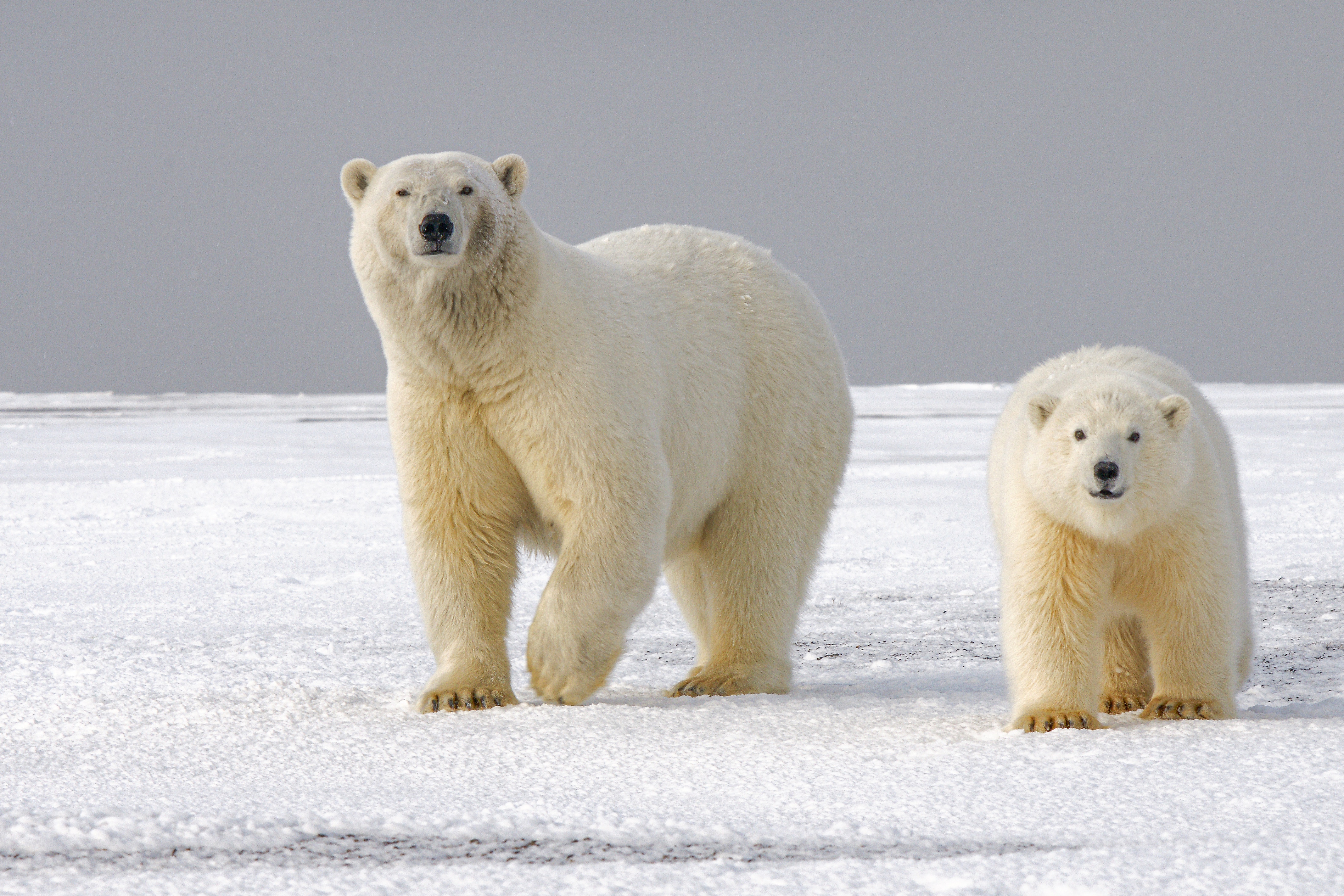 Why polar bears are no longer the poster image of climate change