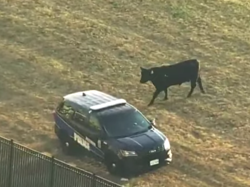 caption: A 1,600-pound bull ventured on a short-lived quest for freedom Wednesday in West Baltimore, spending about three hours on the loose before finally succumbing to tranquilizers and being put back into the trailer whence he came.