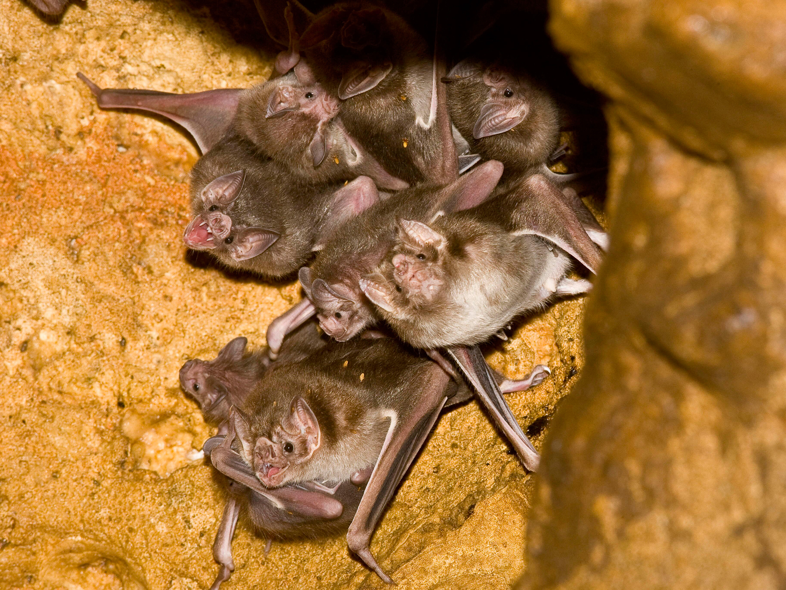 caption: Common vampire bats (<em>Desmodus rotundus</em>), such as this group day-roosting in a cave in Mexico, can form cooperative, friendship-like social relationships.