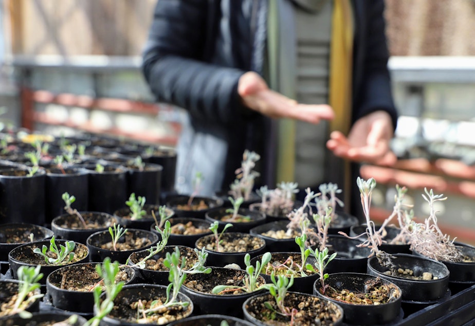 caption: Some seeds are grown for restoration projects.