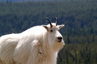 caption: Mountain Goats are not native to the Olympic Peninsula. The Parks Service is deciding how to manage the population.