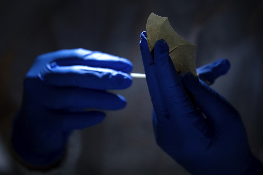 caption: Abby Tobin with the Washington Department of Fish and Wildlife swabs a bat for white-nose syndrome at Northwest Trek Wildlife Park in Eatonville on June 1.