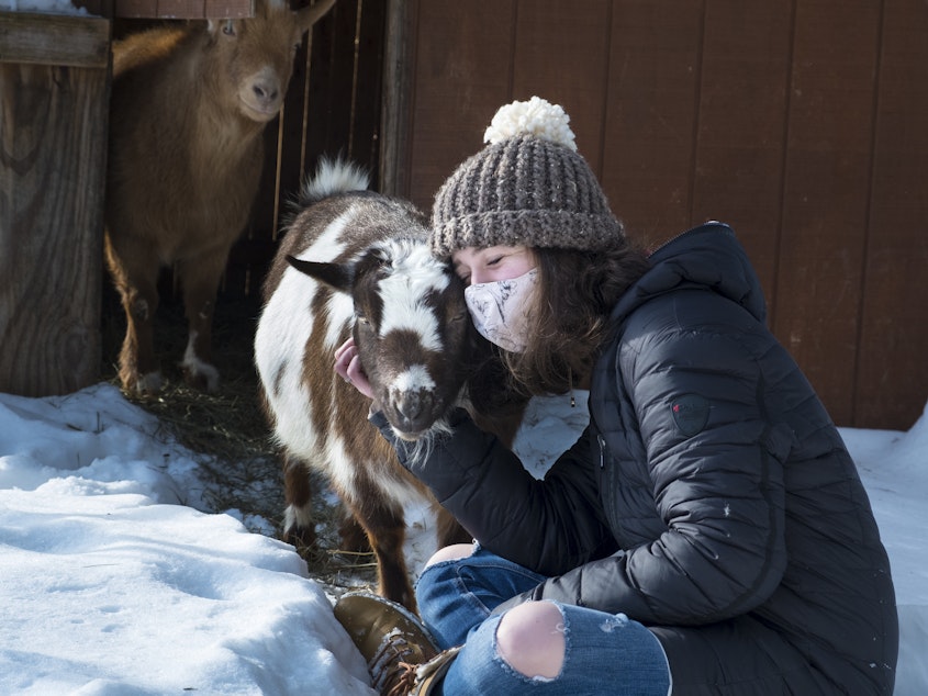 caption: A reader asks: I want to have a private cuddle session with some goats but am concerned that the goats may have cuddled with other people. What's the COVID risk? Note: The goat and human in the photo above are part of the same pandemic pod.