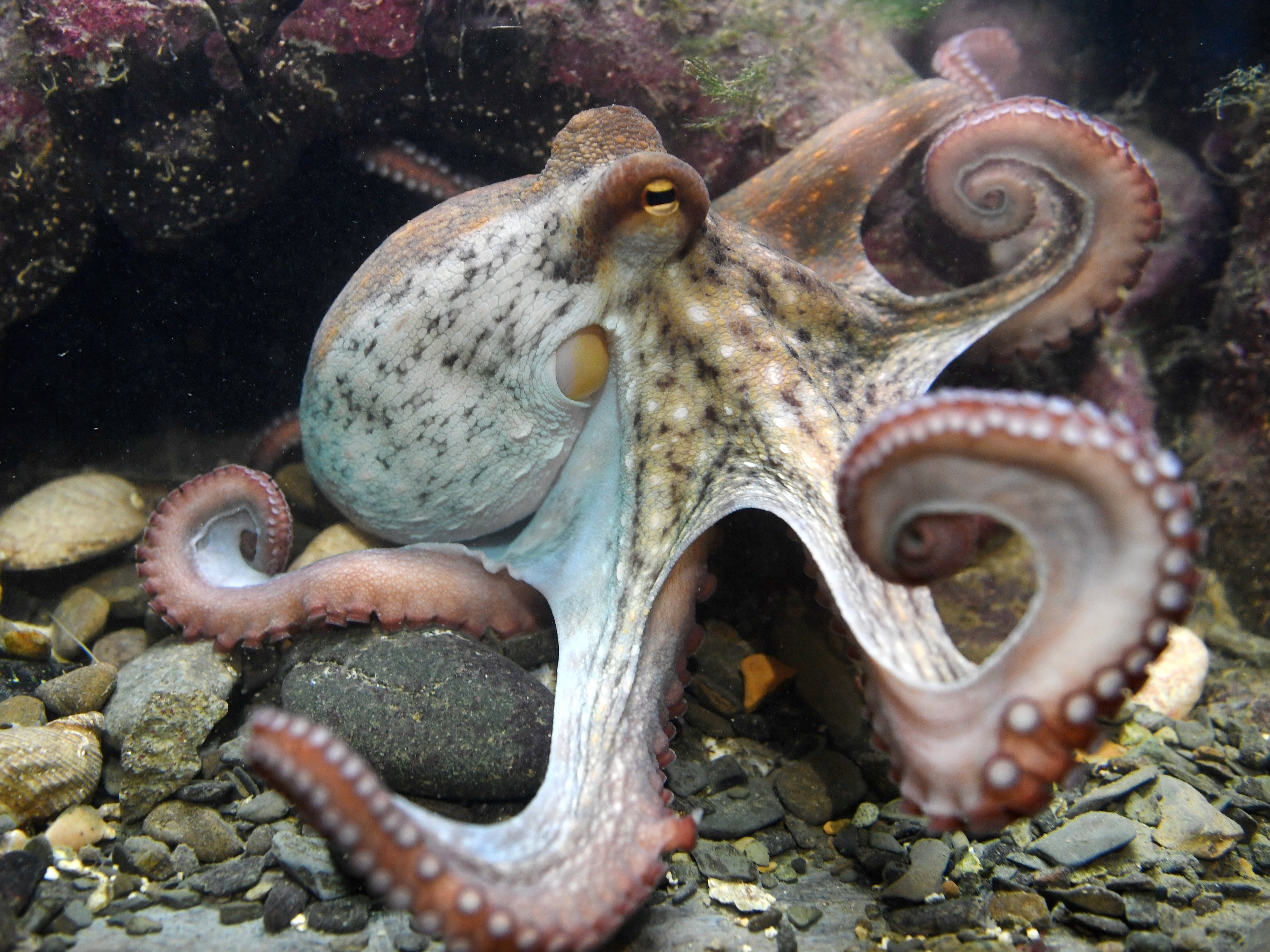 caption: A bipartisan bill seeks to ban octopus farming in the U.S., outlawing a practice that has drawn controversy in Spain. Here, an octopus is seen at the Oceanopolis sea center in Brest, western France. 