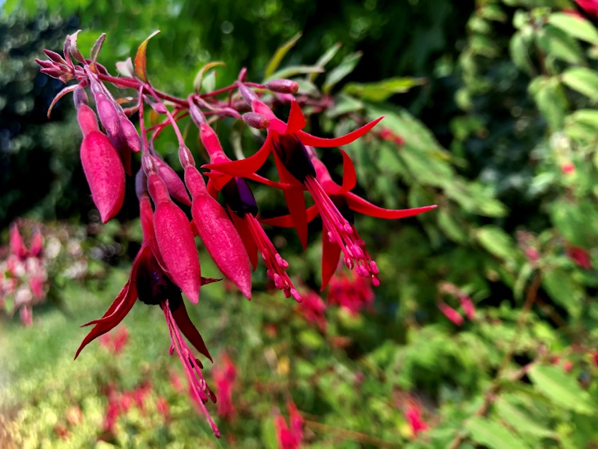 caption: Fuchsia Magellanica, also known by its common name Hardy Fuchsia, is fire-resistant garden perennial that Pacific Northwest hummingbirds love. This plant is from a garden in Seattle's Fremont neighborhood.