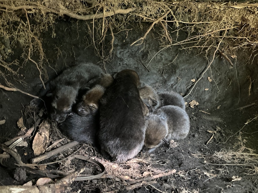 caption: A new litter of endangered American red wolf pups huddle together in their den in eastern North Carolina.
