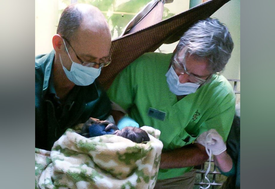 caption: Lead zookeeper Hugh Bailey and zoo veterinarian Dr. Darin Collins take a close look at the newborn girl behind the scenes at Woodland Park Zoo. 