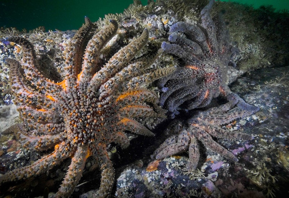 caption: Adult sunflower sea stars in a fjord on the central British Columbia coast in 2020. Researchers are working to understand why sea stars in this location are surviving an undersea pandemic.