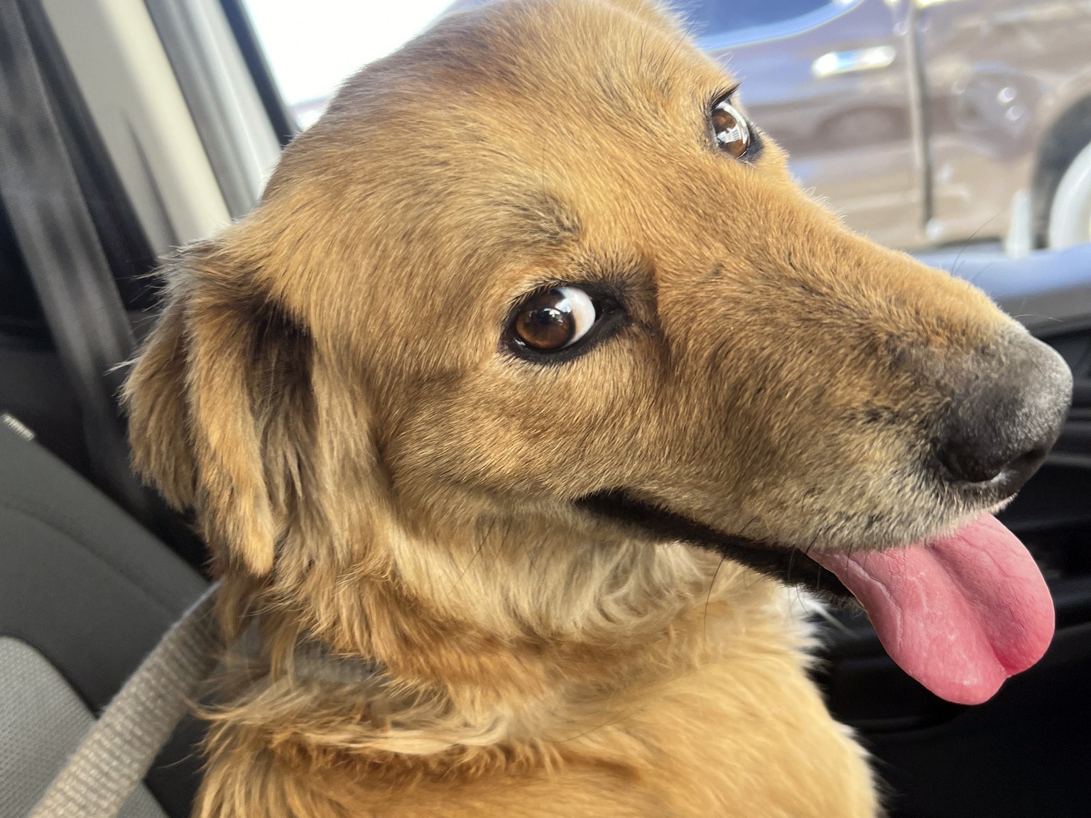 caption: This image released by the U.S. Coast Guard, shows Connie the container dog, which was found trapped inside a shipping container on  Jan. 31, 2024.