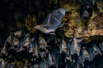 caption: Bats congregate in the Bat Cave in Queen Elizabeth National Park on August 24, 2018. Scientists placed GPS devices on some of the bats to determine flight patterns and how they transmit Marburg virus to humans. Approximately 50,000 bats dwell in the cave.