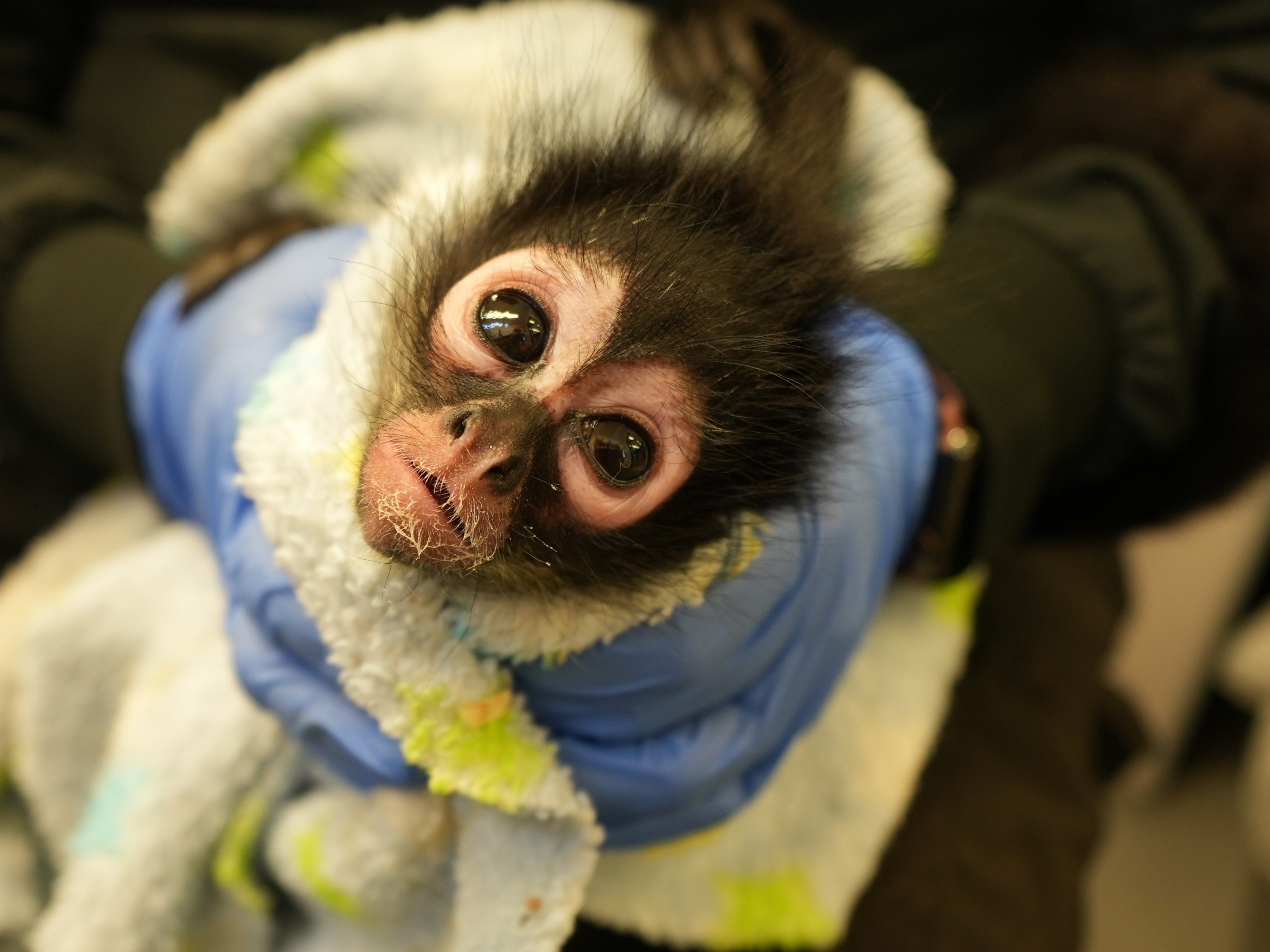 caption: Violeta is an endangered Mexican spider monkey, about 18 months old, who was poached from the wild and smuggled into California, where it's illegal to keep primates as pets.