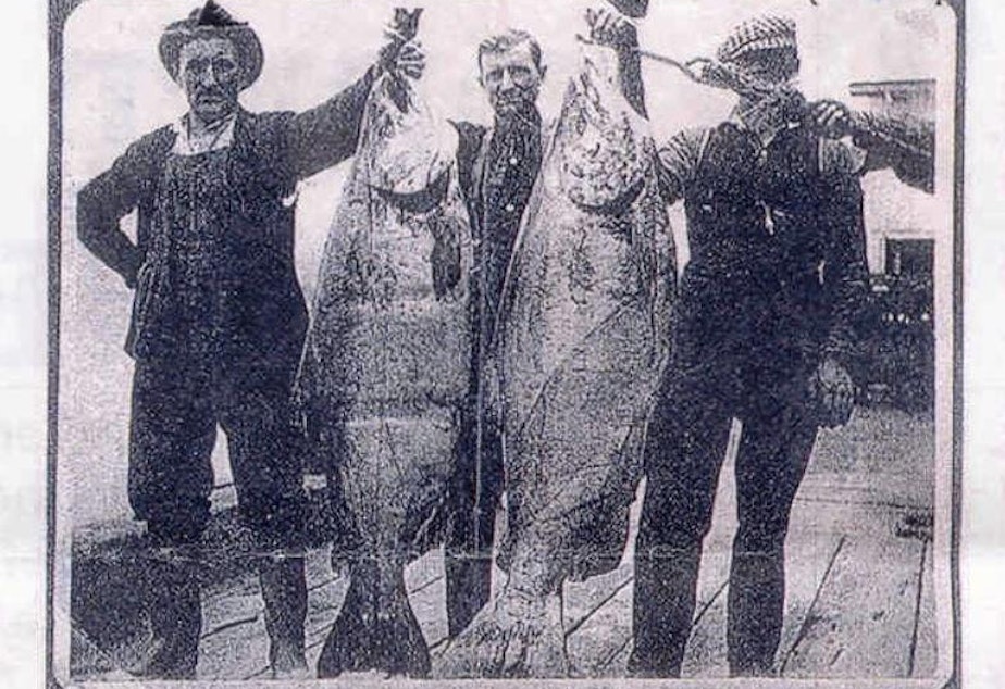 caption: Chinook salmon on display in 1910 at Union Fisherman's Dock in Astoria, Oregon