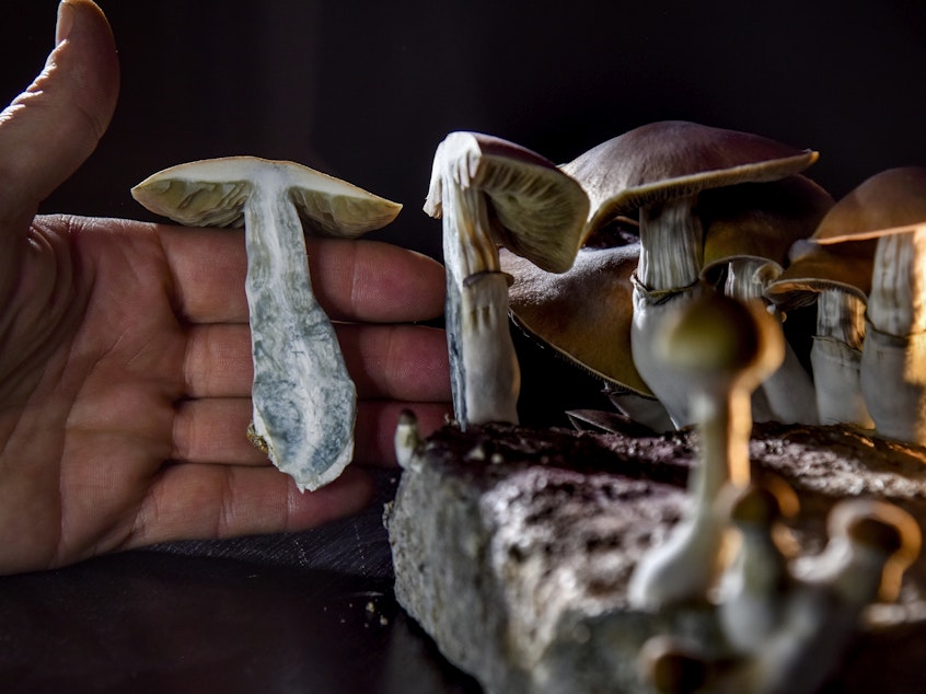 caption: A Washington, D.C., resident has an operation growing psilocybin mushrooms. With the legalization of marijuana, advocates in several states, including Oregon, have pushed for the legalization of other drugs such as "magic mushrooms."