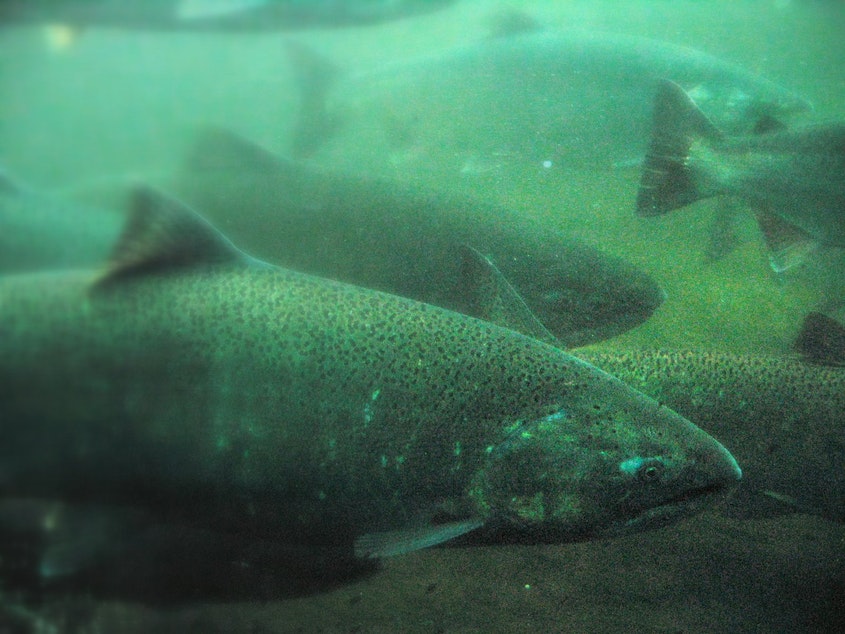 caption: Salmon in the Ballard Locks, Seattle, Washington.