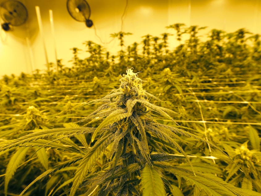 caption: Louisiana, like many other states where cannabis is legal, has designated the cannabis industry as essential. Marijuana plants are shown growing under special grow lights, at GB Sciences Louisiana, in Baton Rouge.