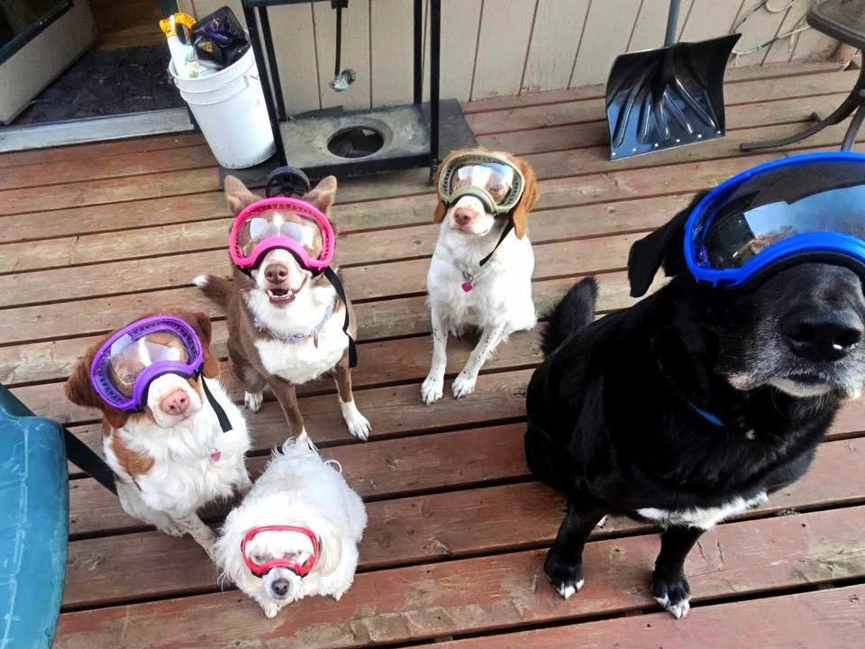 caption: Anchorage dogs test out masks that their owner acquired to protect their eyes against volcanic ash.