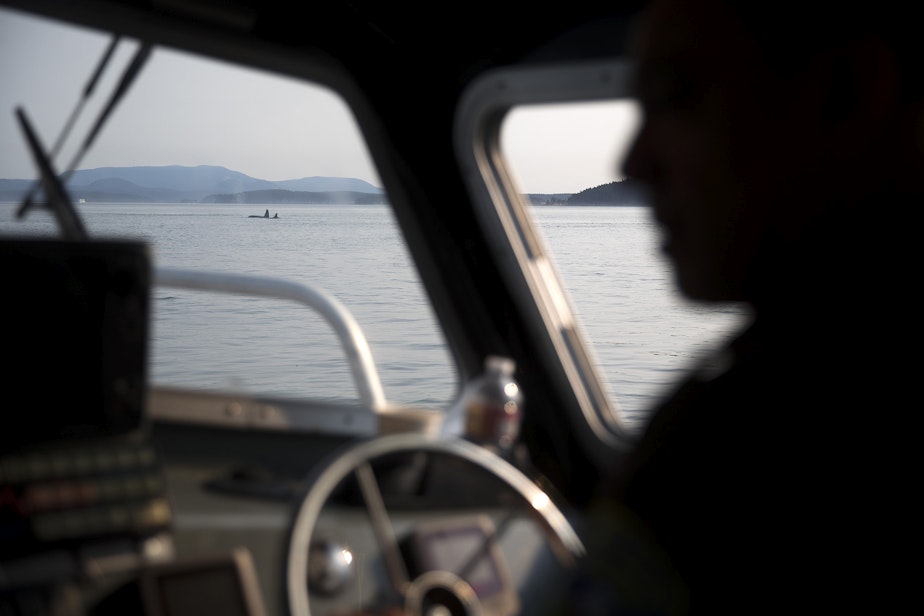 caption: Lummi Nation national resources officer Aaron Hillaire operates the Lummi police boat while looking for J-50, as a group of transient whales are shown in the distance, on Friday, August 10, 2018. (Image taken under the authority of NMFS MMPA/ESA Permit No. 18786-03)
