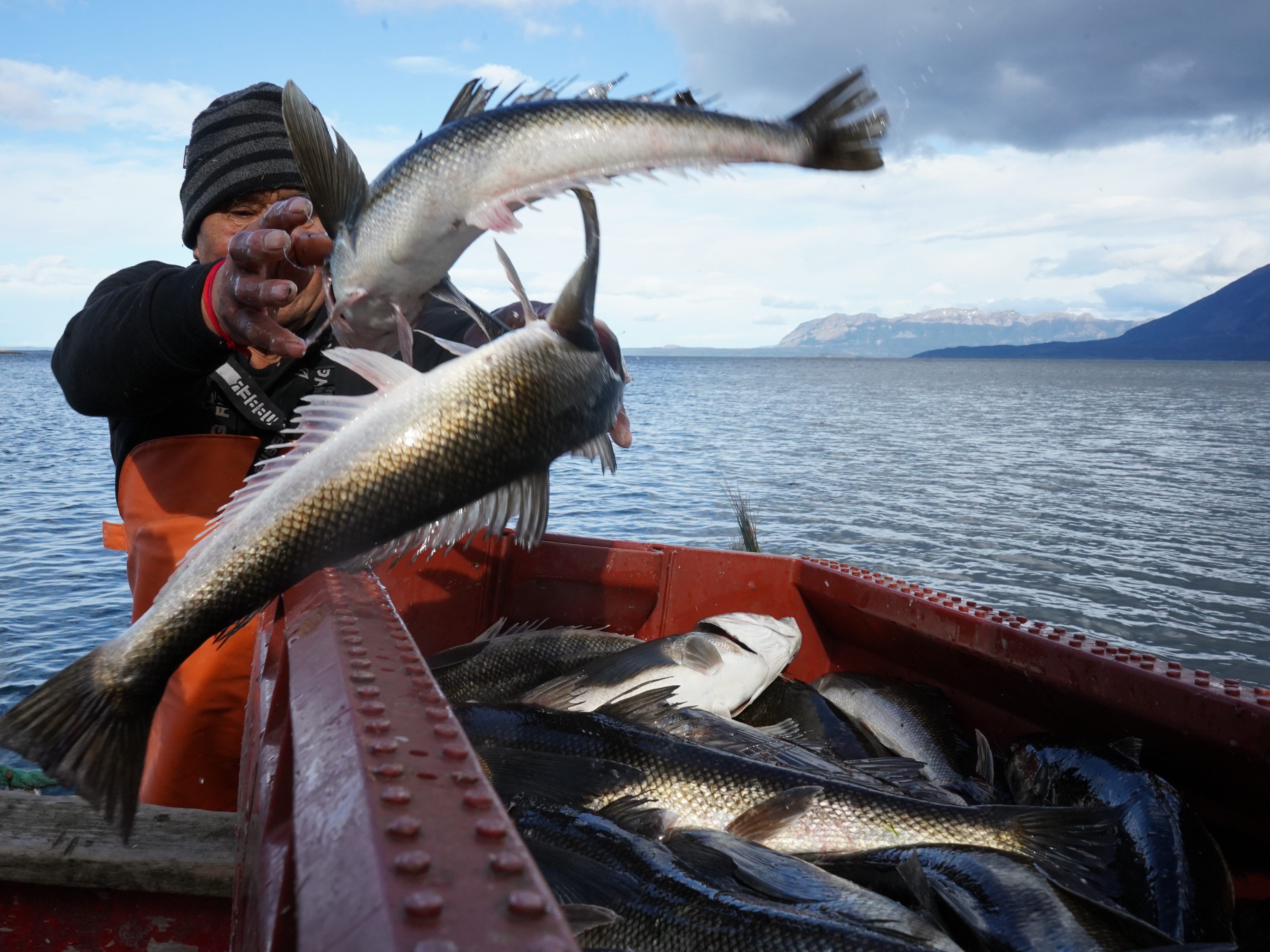 caption: Reinaldo Caro unloads his catch from the shoreline of the Almirante Montt Gulf, Chilean Patagonia.