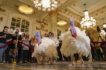 caption: Two turkeys, named Liberty and Bell, who will attend the annual presidential pardon at the White House ahead of Thanksgiving, attend a news conference on Sunday at the Willard InterContinental Hotel in Washington.