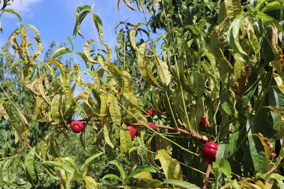 caption: An example of how phytoplasma in cherries affects their growth and presentation on trees, causing the fuit to be lost and the trees cut. 