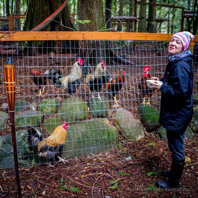 caption: Rooster Haus Rescue is a non-profit animal sanctuary in Fall City, Wash. 