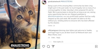 caption: A screenshot of a video posted by the Hawaii-based Good Cat Network shows cats being prepared for a flight partner shelters in Washington state. The Network is a nonprofit that is sending cats from Maui to Seattle in the wake of devastating wildfires.