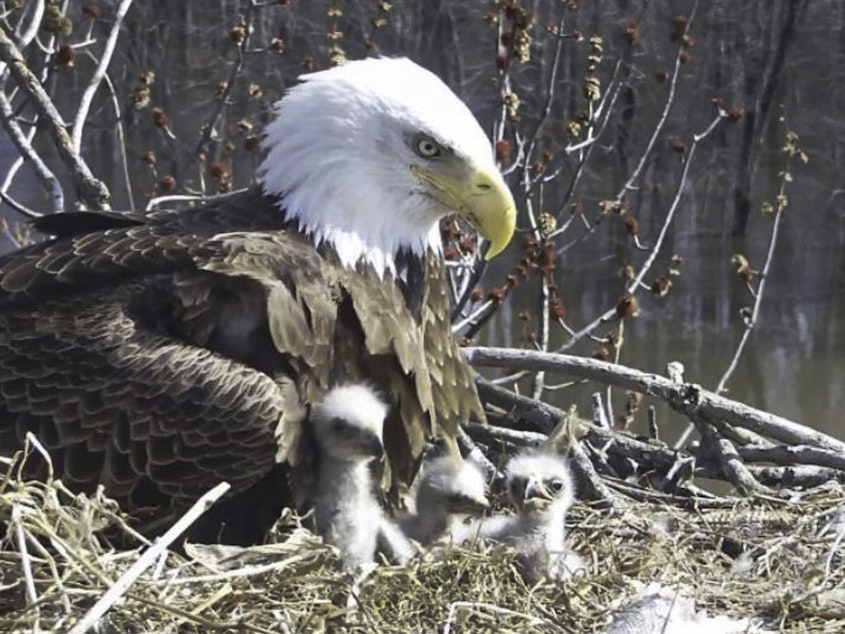 caption: Starr, a female bald eagle, looks over her eaglets in a nest along the Mississippi River in April. She is raising the three eaglets along with her two male partners, Valor I and Valor II.
