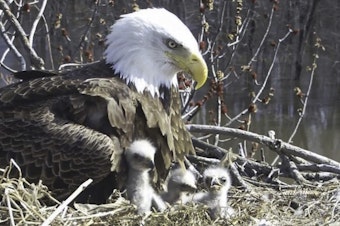 caption: Starr, a female bald eagle, looks over her eaglets in a nest along the Mississippi River in April. She is raising the three eaglets along with her two male partners, Valor I and Valor II.
