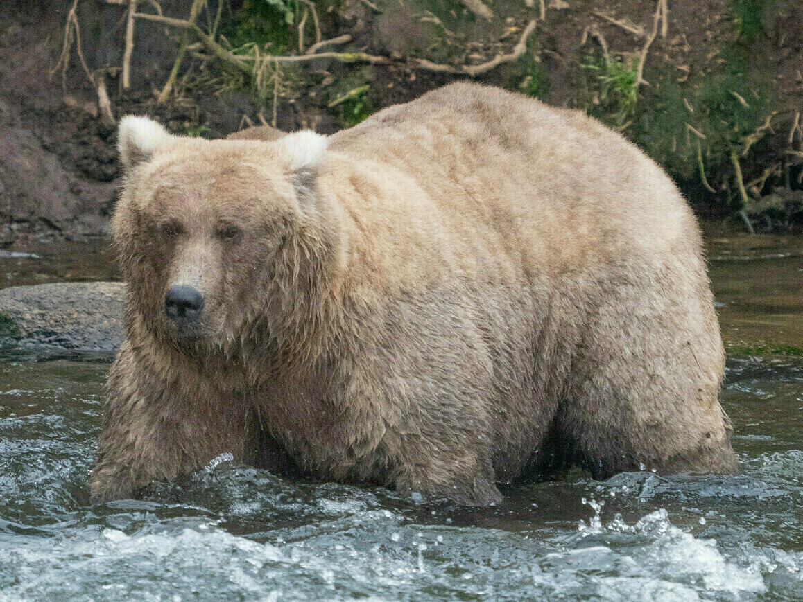 caption: <strong>Sept. 14:</strong> 128 Grazer is well-known as a tough bear, competing for the best fishing spots. Without cubs to care for, she grew to a huge size this summer.