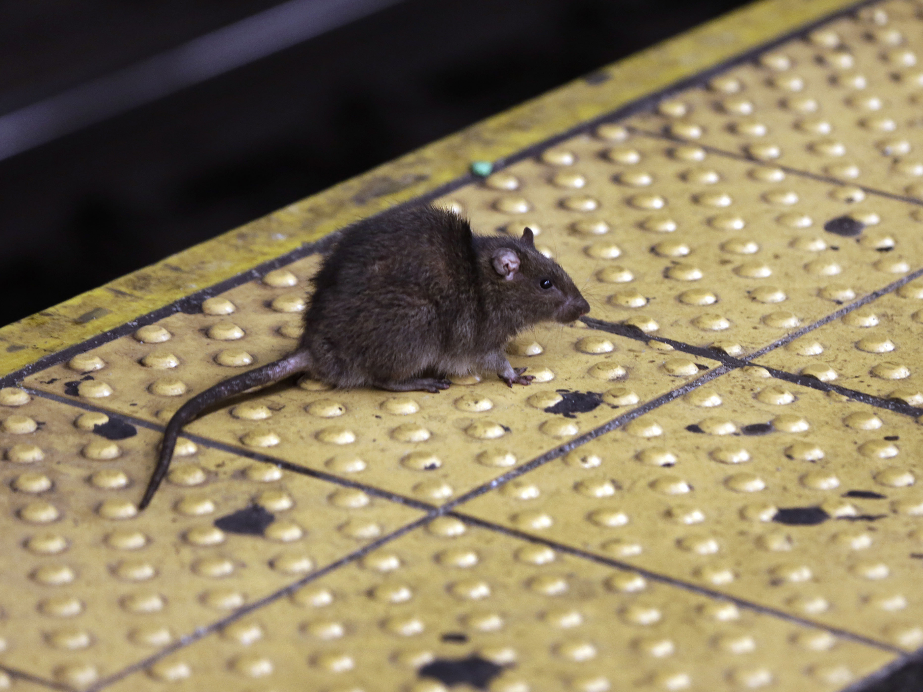 caption: A rat crosses a Times Square subway platform in New York. The city has seen a 71% increase in rat complaints since 2020.