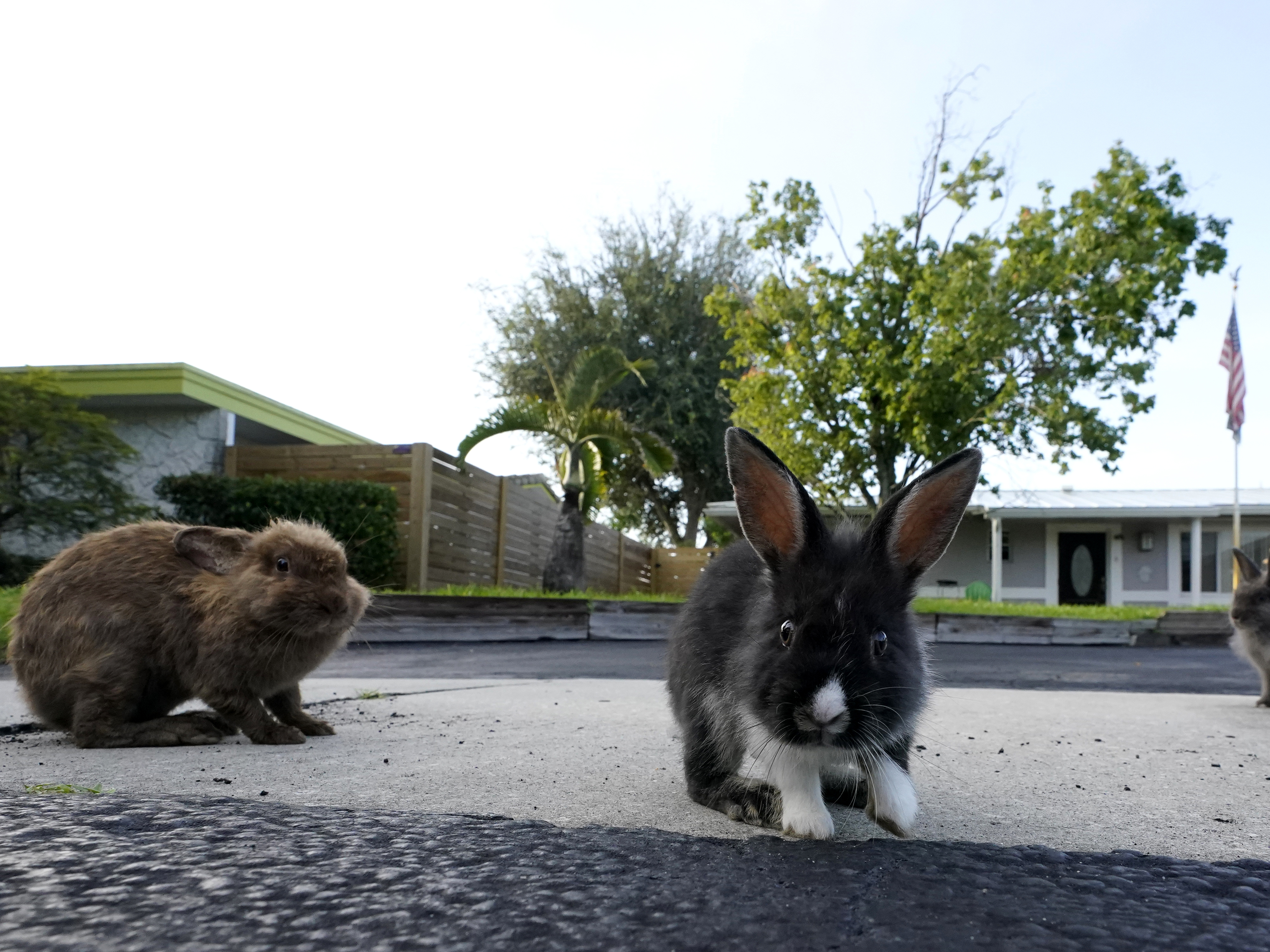 caption: A trio of rabbits gather on a driveway, in Wilton Manors, Fla., earlier this month. About 100 lionhead rabbits have taken up residence in the suburban Fort Lauderdale community.