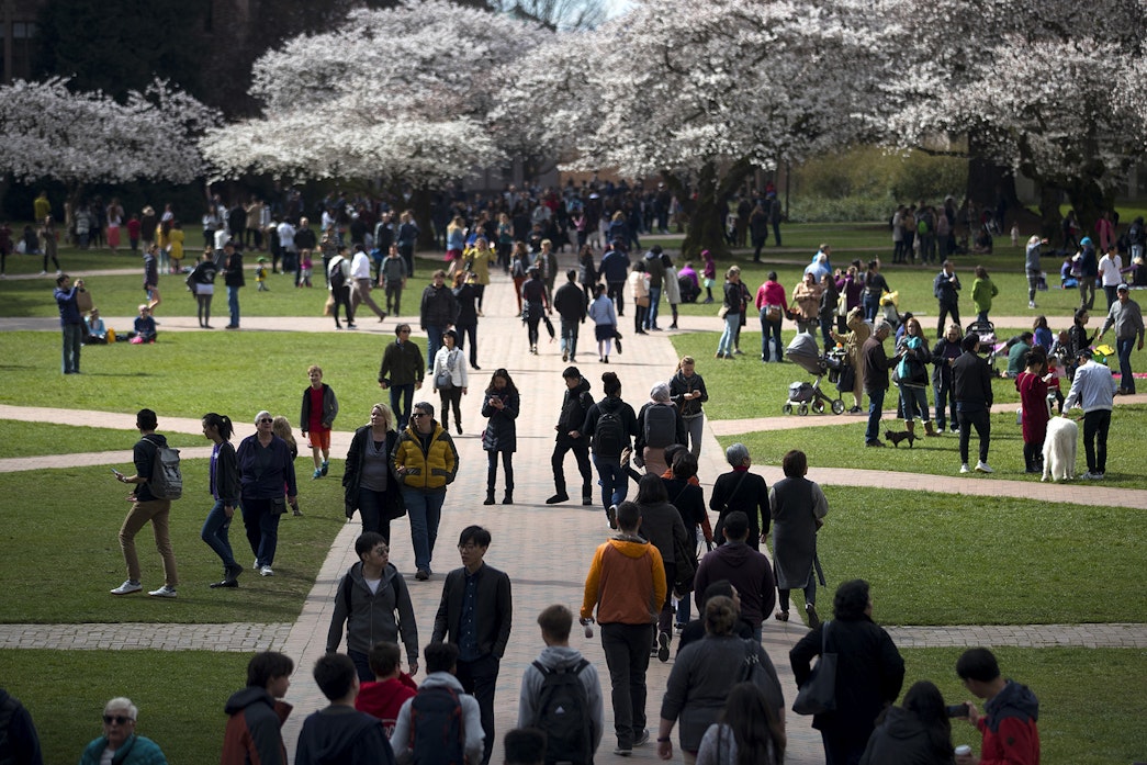 caption: Crowds gathered to photograph the blossoming cherry trees on Monday, March 19, 2018, on the University of Washington campus in Seattle.